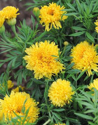 VibeX Simba Yellow African Marigold Seeds Seed