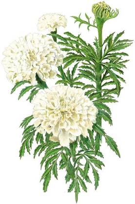 VibeX Vanilla Improved Hybrid African Marigold Seeds Seed