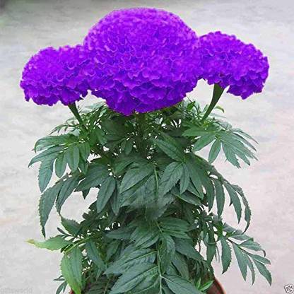 VibeX Blue Marigold Rare Marigold Flower Seeds Seed