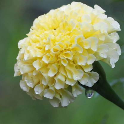 VibeX French White Marigold Flower Seeds Seed