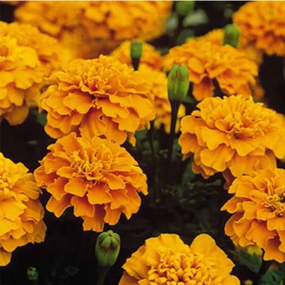 VibeX French Marigold Flower Garden Seeds - Bonanza Series - Orange Seed