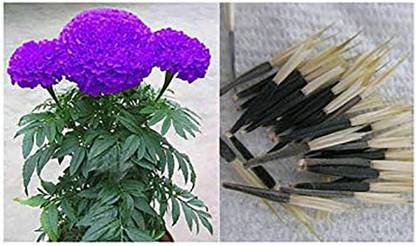 VibeX Purple Marigold Rare Flower Seeds Seed