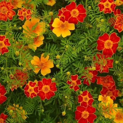 VibeX French Marigold Flower Garden Seeds - Disco Series - Mix Seed
