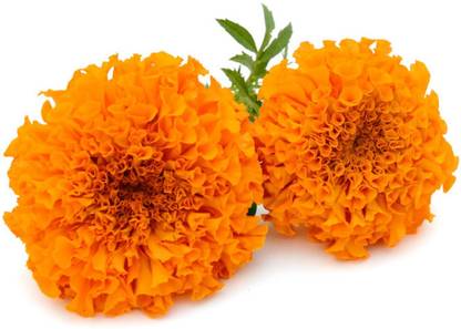 VibeX Marigold Seeds F1 Maria Seed
