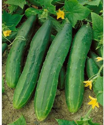 LYRS Cucumber Seed