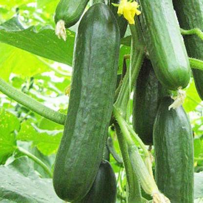 LYRS Cucumber Seed