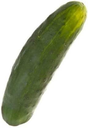 The Entacloo FanFare Cucumber / Kheera Seeds Seed
