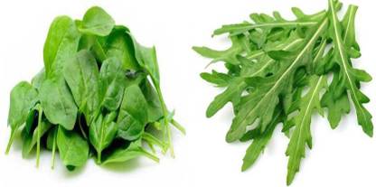 xcentax Baby Spinach, ROCKET RUCOLA LEAVES HERB Seed