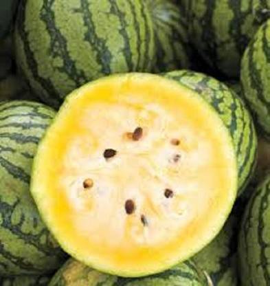 Sjeme Yellow Doll Watermelon Seeds- 15 Seed