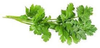 Sjeme Swati Coriander Seeds- 85 Seed