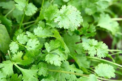 Sjeme Coriander / Hara Dhaniya Seeds- 65 Seed