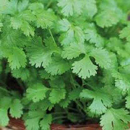 Sjeme Suguna Coriander Seeds- 500 Seed