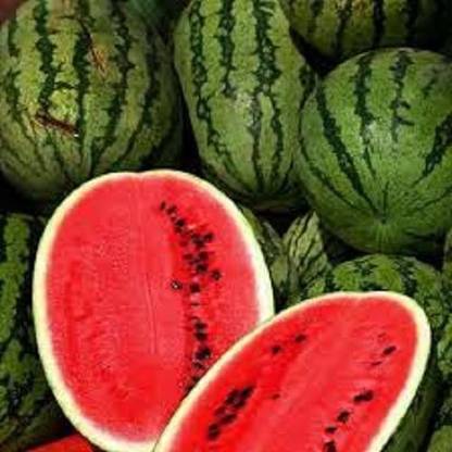 V Seed All Sweet Watermelon Seeds- 500 Seed