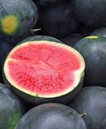 Sjeme Black Diamond Watermelon Seeds- 80 Seed