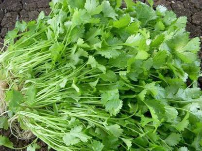 V Seed Coriander Seed