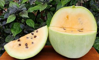 Sjeme Desert King Watermelon Seeds- 20 Seed
