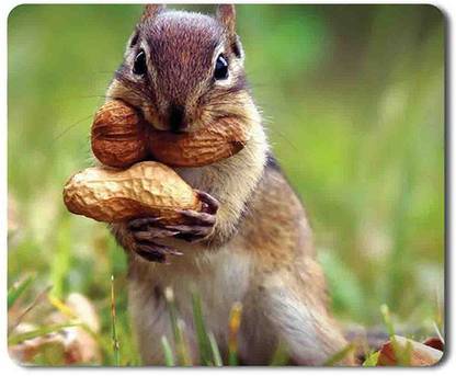 Yellow Alley Squirrel Eating Peanuts Ultimate Grip Mouse Pad|Dust Free, Vibrant Colors, Rectangular Mouse Pad For Computer, Laptop & Desktop|Friendly For All Types Of Mouse Mousepad