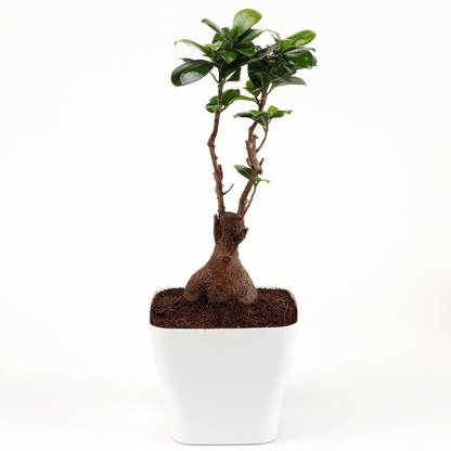 Ferns N Petals Ficus Bonsai Plant