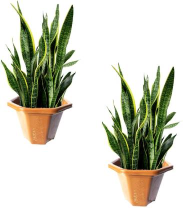 MINARI Plant Container Set