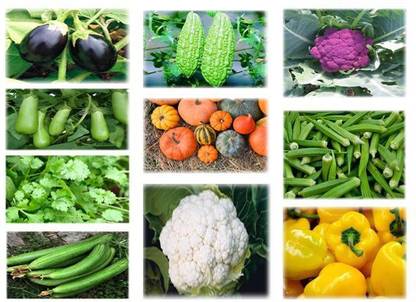 LYRS 10 Type Vegetable Seeds Combo Seeds- 100 Seed