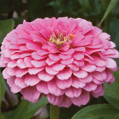GROOT ZINNIA PINK-2 FLOWER Seed
