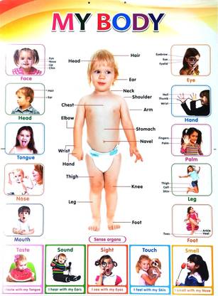 My Body Chart