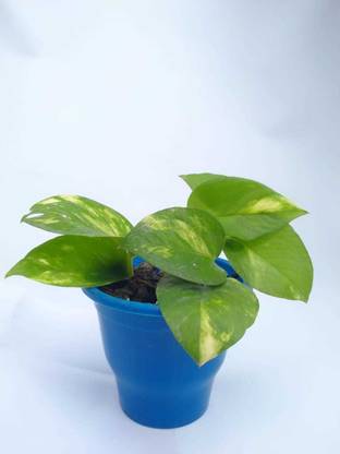 JSL Solutions Money Plant