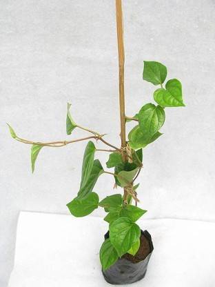 Cloud Farm Betel Leaf Plant