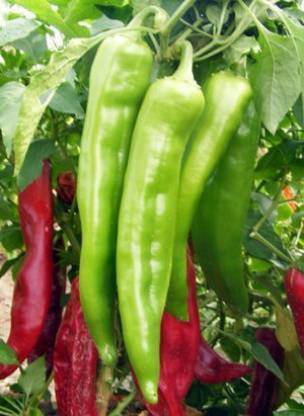 GREENS F1 Hybrid 3 Varieties Chilli Seed