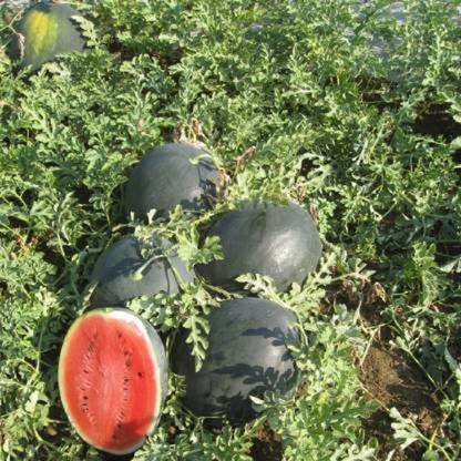 GREENS F1 Hybrid 3 Varieties Watermelon Seed