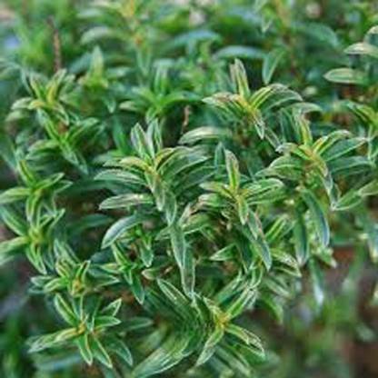 Antier WINTER SAVORY Seed