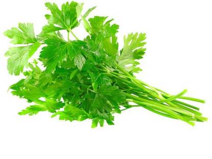 Antier CHERVIL Seed