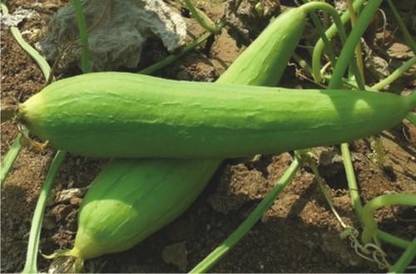 LYRS Sponge Gourd Seed