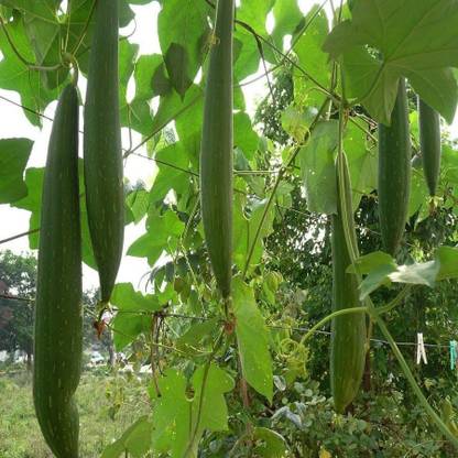 Corofitam Organic Tori / Sponge Gourd Seed