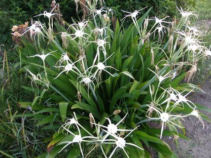 Zomoloco Lily Plant