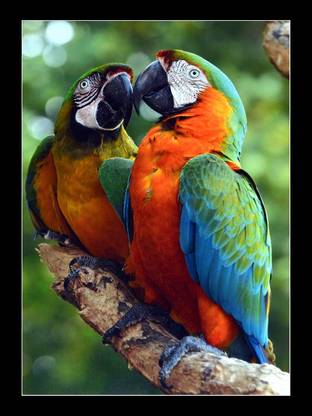 Gag Couple Parrots Sitting on Flowers UV Coated Home Decorative Gift Item Framed Painting Digital Reprint 14 inch x 10.5 inch Painting