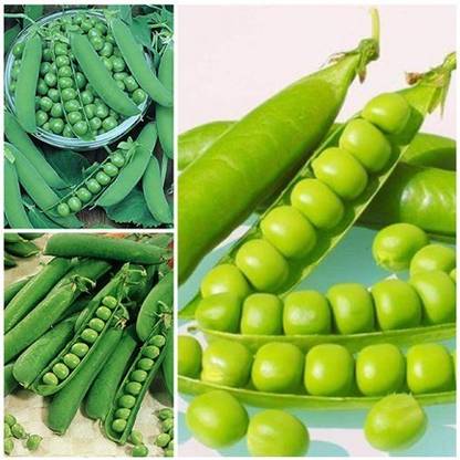 NurseryServe Peas PV 10, Peas Azad P 3, Peas Arkel Seed