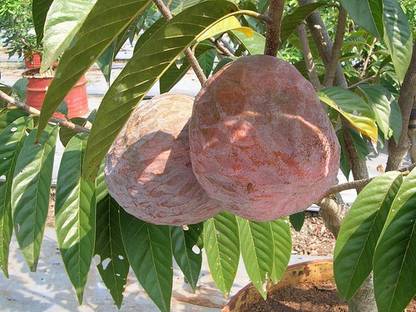 NAVNI AATHACHAKKA-CUSTARD APPLE Seed