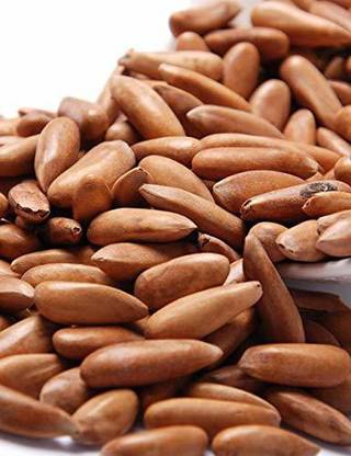 FOODCAN Chilgoza Dry Fruits Lebanon Pine Nuts With Shell (100) Pine Nuts