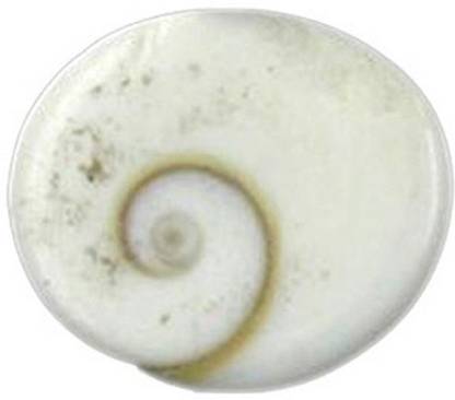 ByCue Gomati chakra Stoneware Yantra  (Pack of 11) at Rs. 79