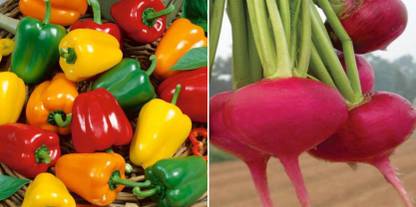 xcentax BELL PEPPER MINI RED, TURNIP RED Seed