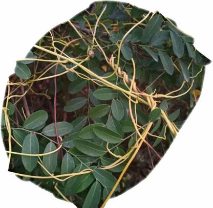 Ayansh Plants Amarbel""Cuscuta reflexa" 100gm Seed