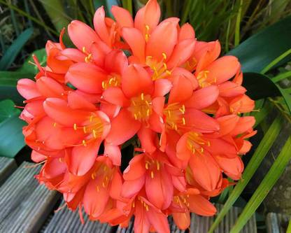 LIVE GREEN Clivia Miniata Imported Flower Rare Variety For Home Gardening (Pack of 4 Bulbs) Mix Color Seed