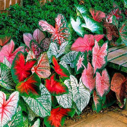 Audbhidhi Caladium Flower Bulbs For Summer Season Flower Bulbs(20 bulbs) Seed