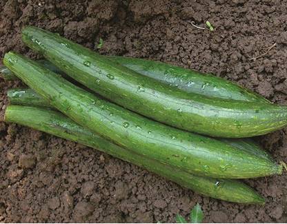 VibeX Ridge-Sponge-Gourd Seed