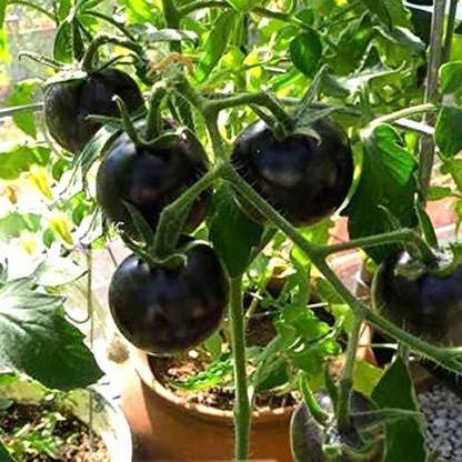 KANAYA Black Tomato Seed