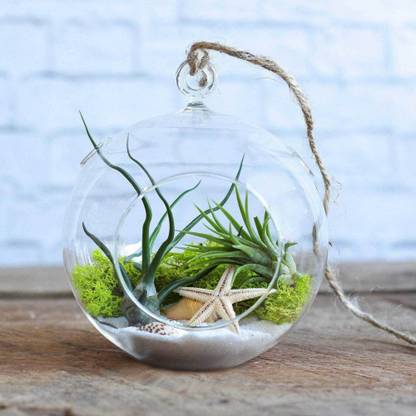 Leafy Dew Hanging Round Glass Terririum (5 Inch) with rope, snow white sand and Seashells Hanging Planter Terrarium Plant Container Set