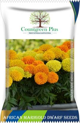 Countgreen Plus African Marigold Flower Seeds Seed