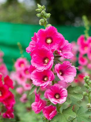 Paudha Hollyhock Hybrid Flower Seed