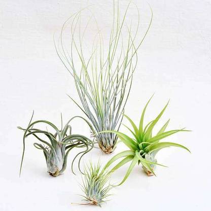 Mphmi Tillandsia Ionantha Air Plant
